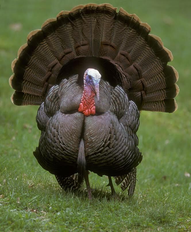 TurkeyThx.jpg